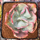 Echeveria 'Flying Cloud' Variegated 2" Succulent Plant