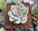 Echeveria 'Esther' Variegated 3" Succulent Plant