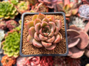 Echeveria Agavoides 'Symphony' 2" Succulent Plant