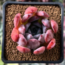 Echeveria 'Colorata Brandtii' 2" Succulent Plant