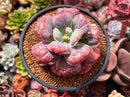Echeveria 'Hearts Delight' 4" Succulent Plant