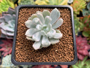 Pachyveria 'Roly-Poly' Variegated 1"-2" Succulent Plant