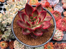 Echeveria Agavoides 'Red Beach' 4" Succulent Plant