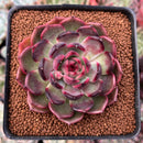 Echeveria Agavoides 'Black Queen' Round-Leaf 2" Succulent Plant