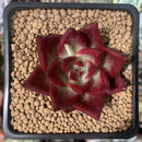 Echeveria Agavoides 'Magic Corona' 2" Succulent Plant