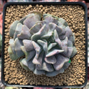 Echeveria 'Cubic Frost' 3" Cutting Succulent Plant