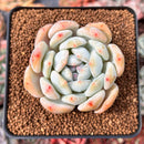 Echeveria 'Orange Monroe' 2"-3" Succulent Plant