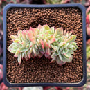 Echeveria 'Pansy' Crested 1" Succulent Plant