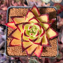 Echeveria Agavoides 'Castro' 3"-4" Succulent Plant