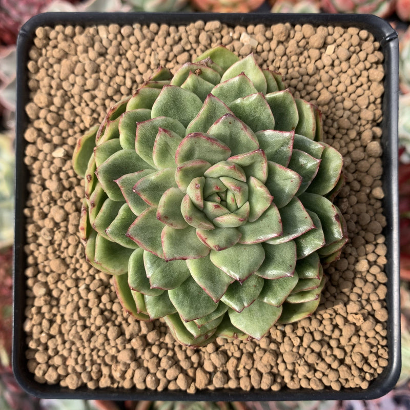 Echeveria Agavoides 'Silky' Variegated 3" Succulent Plant