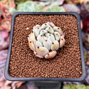 Echeveria 'Bijou' 1" New Hybrid Succulent Plant