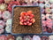 Pachyphytum Compactum 'Pink Glaucum' 1" Succulent Plant
