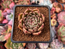 Echeveria Agavoides 'Sarabony' 1"-2" Succulent Plant