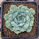 Echeveria 'Hearts Choice' 2" Succulent Plant