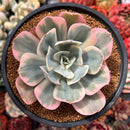 Echeveria 'Secunda' Variegated 4" Succulent Plant