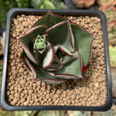 Echeveria 'Longissima' Hybrid 2" Succulent Plant