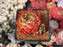 Echeveria Agavoides 'Mocha' 2" Succulent Plant