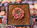 Echeveria 'Red Rosa' 1" Succulent Plant