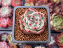 Echeveria 'Flora' 1" Succulent Plant