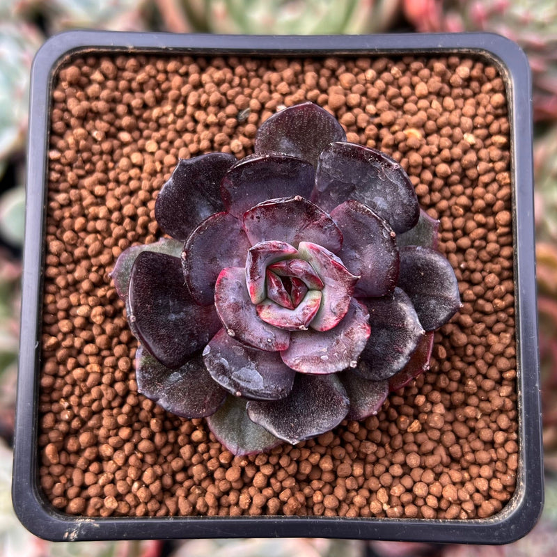 succulent black Echeveria 'Black Tan' 1" Succulent Plant