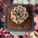 Echeveria Agavoides 'Blue Dragon' 1" Succulent Plant