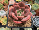 Echeveria Agavoides 'Baekya' 2" Succulent Plant