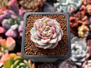 Echeveria 'Red Velvet' 1" Succulent Plant