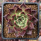 Echeveria Agavoides 'Sarabony' 2" Succulent Plant