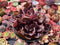 Echeveria 'Hanaikada' Non-Variegated 4" Cluster Succulent Plant