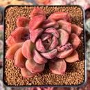 Echeveria Agavoides 'Black Tetra' 3" Succulent Plant