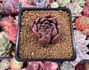 Echeveria Agavoides 'Magic Plot' 2" Succulent Plant