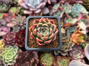 Echeveria 'Red Mill' 2" Seed-grown New Hybrid Succulent Plant
