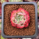 Echeveria 'Black Panther' 1" Succulent Plant