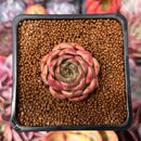Echeveria 'Red Rosa' 1" Succulent Plant