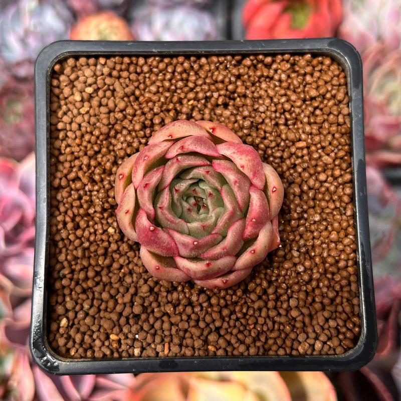 red rose succulent Echeveria 'Red Rosa' 1" Succulent Plant – True Succulents Plant Co