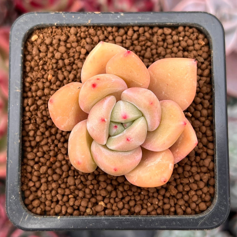 dots on succulents Echeveria 'Pink Dot' 1" Small New Hybrid Succulent Plant – True Succulents Plant Co