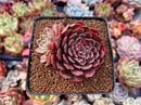 Echeveria 'Muhly' 2" Succulent Plant