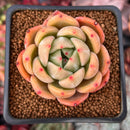 Echeveria 'Sharman' 2" Succulent Plant