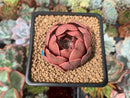 Echeveria 'Monchouchou' 2" Succulent Plant