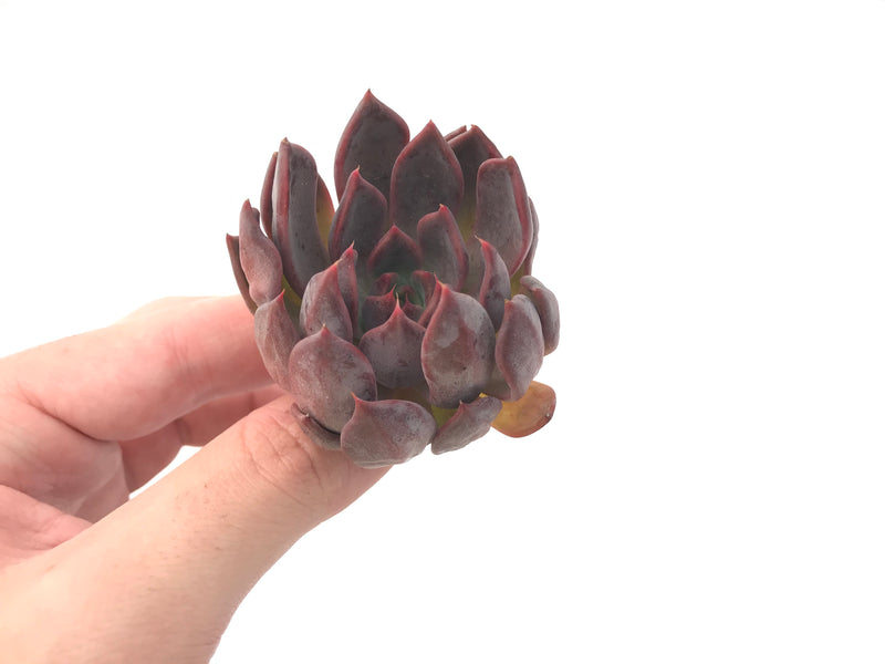 Echeveria Agavoides 'Magic Plot' 2" Rare Succulent Plant