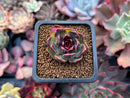 Echeveria 'Fushike' 1" New Hybrid Succulent Plant