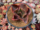 Echeveria 'Papyrus' 4" Succulent Plant