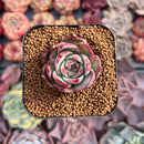 Echeveria 'Casio' Variegated 1" Succulent Plant