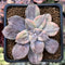 Quetzalcoatlia 'Pentandra Superba' Variegated 2" Succulent Plant (Formerly Graptopetalum 'Pentandrum Superbum' Variegated)