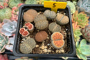 Collection of Lithops 2" (x10 Lithops)