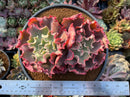 Echeveria 'Takasago No Okina' 5"-6" Cluster Succulent Plant