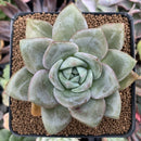 Echeveria 'German Champaign' 3" Succulent Plant