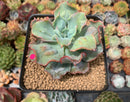 Echeveria 'Blue Spur' 3" New Hybrid Succulent Plant