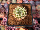Echeveria 'Zaragoza' 1" Succulent Plant