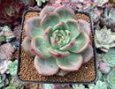 Echeveria 'Monroe Chanel' 3" Succulent Plant